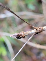 Lonicera alpigena