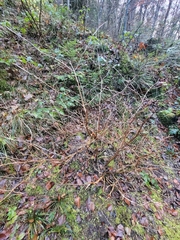 Lonicera alpigena