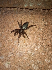 Herpyllus ecclesiasticus