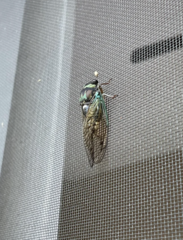 Neotibicen lyricen virescens