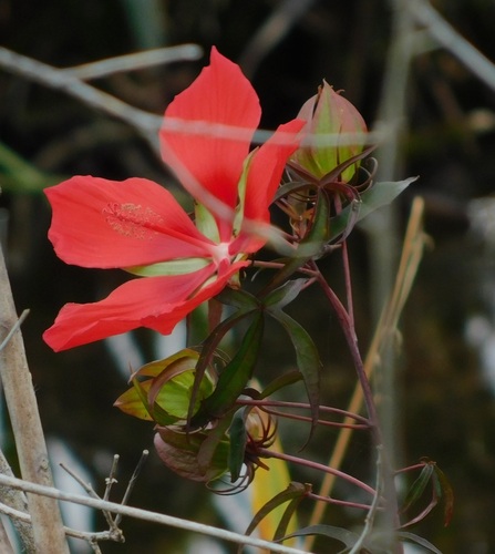 Hibiscus coccineus