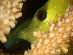 Zebrasoma scopas