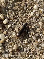 Allacrotelsa spinulata