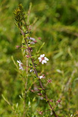 Euryomyrtus ramosissima
