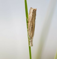 Culladia cuneiferellus