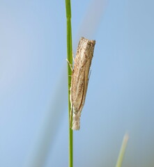 Culladia cuneiferellus