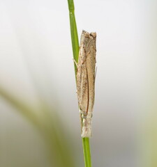 Culladia cuneiferellus