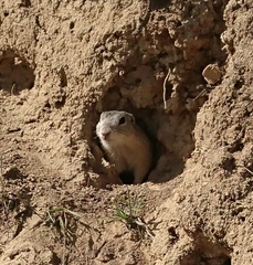 Spermophilus citellus
