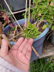Aloe juvenna