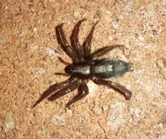 Herpyllus ecclesiasticus