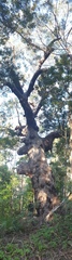 Eucalyptus pilularis