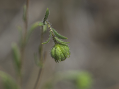 Layia gaillardioides