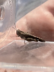 Lactista gibbosus
