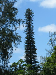 Araucaria columnaris