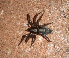 Herpyllus ecclesiasticus