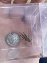 Lactista gibbosus