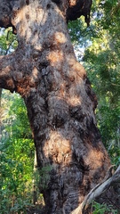 Eucalyptus pilularis