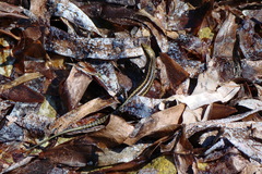 Cryptoblepharus africanus