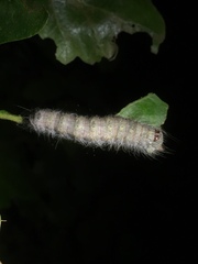 Acronicta lobeliae