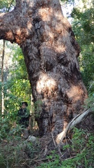 Eucalyptus pilularis