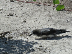 Pterodroma hypoleuca