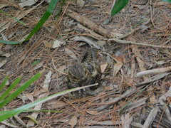 Antrostomus carolinensis