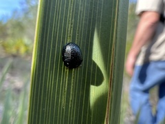 Hemisphaerota cyanea