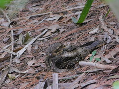 Antrostomus carolinensis