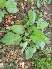 Borago officinalis