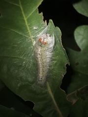 Acronicta lobeliae