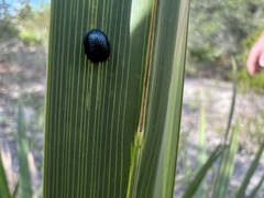 Hemisphaerota cyanea