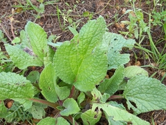 Borago officinalis