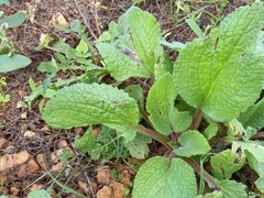 Borago officinalis