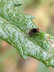 Lindneromyia