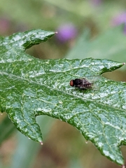 Lindneromyia