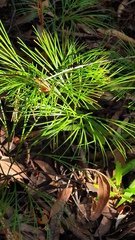 Schizaea bifida