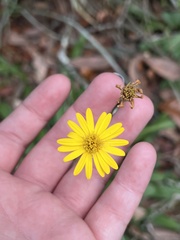 Chrysopsidinae