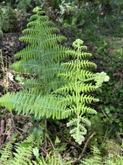Calochlaena dubia