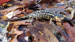 Salamandra salamandra gallaica