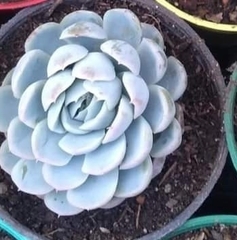 Echeveria elegans
