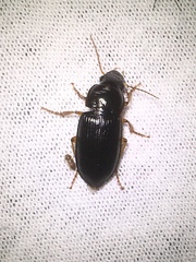 Harpalinae