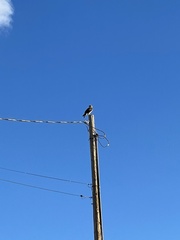 Buteo regalis