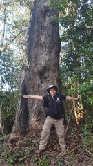 Eucalyptus pilularis