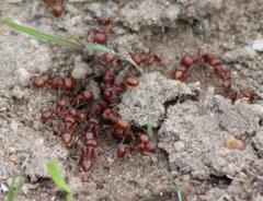 Pogonomyrmex barbatus