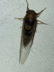 Birrima varians