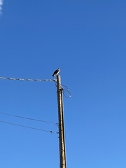 Buteo regalis