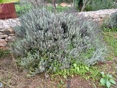 Lavandula