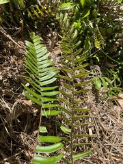 Pellaea falcata