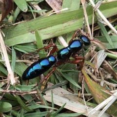 Diamma bicolor