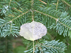 Phyllocnistis populiella